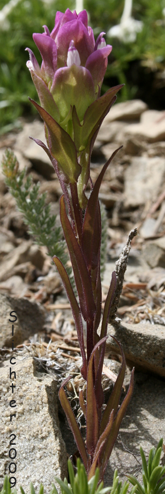 Mountain Owlclover, Mountain Owl-clover, Mountain Owl Clover: Orthocarpus imbricatus