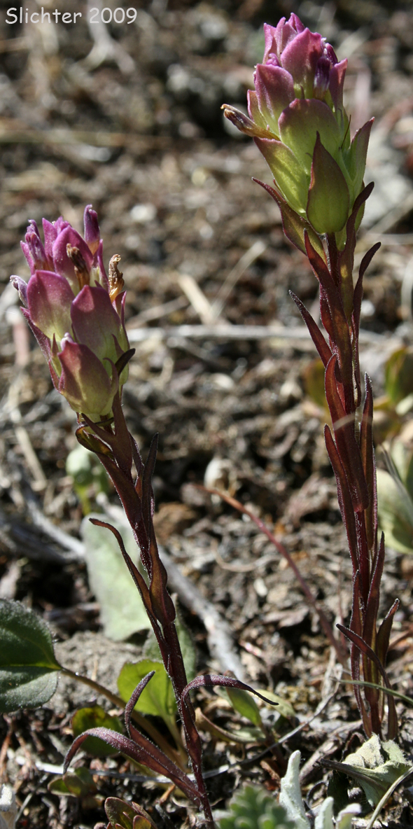Mountain Owlclover, Mountain Owl-clover, Mountain Owl Clover: Orthocarpus imbricatus