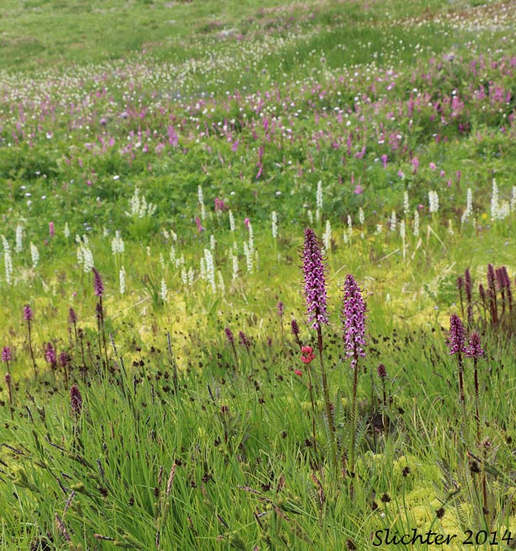 Elephant's Head Lousewort, Elephanthead Lousewort, Elephant's Head, Bull Elephant's-head, Elephant's Head Pedicularis: Pedicularis groenlandica (Synonyms: Elephantella groenlandica, Pedicularis groenlandica ssp. surrecta, Pedicularis groenlandica var. surrecta, Pedicularis surrecta)