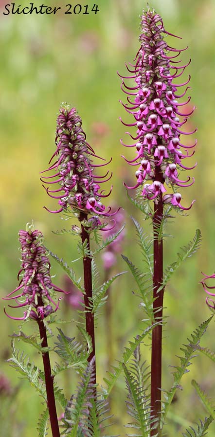 Elephant's Head Lousewort, Elephanthead Lousewort, Elephant's Head, Bull Elephant's-head, Elephant's Head Pedicularis: Pedicularis groenlandica (Synonyms: Elephantella groenlandica, Pedicularis groenlandica ssp. surrecta, Pedicularis groenlandica var. surrecta, Pedicularis surrecta)
