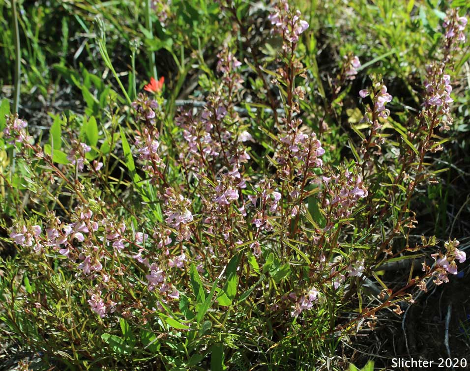 Sickletop Lousewort, Ram's-horn Lousewort: Pedicularis racemosa var. racemosa (Synonym: Pedicularis racemosa ssp. racemosa)