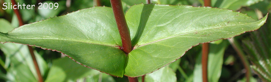 Rattan's Penstemon: Penstemon rattanii var. rattanii