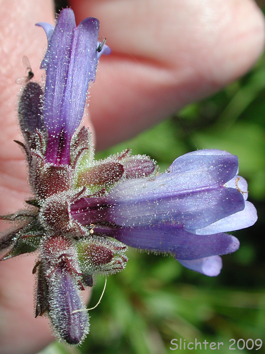 Rattan's Penstemon: Penstemon rattanii var. rattanii