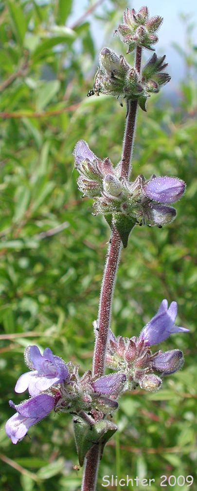 Rattan's Penstemon: Penstemon rattanii var. rattanii