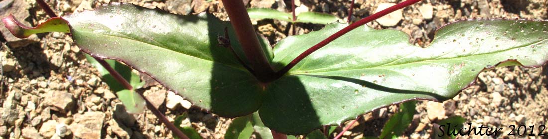 Close-up of a stem leaf of Siskiyou Penstemon, Tongue-leaved Penstemon: Penstemon anguineus (Synonym: Penstemon rattanii var. minor)