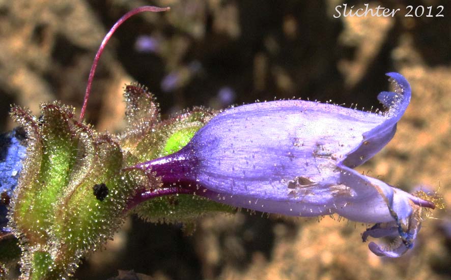 Close-up sideview of the flower of Siskiyou Penstemon, Tongue-leaved Penstemon: Penstemon anguineus (Synonym: Penstemon rattanii var. minor)