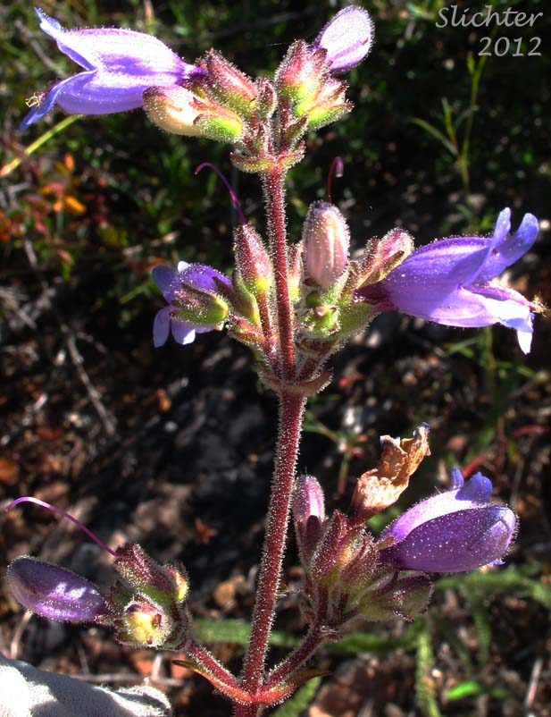 Siskiyou Penstemon, Tongue-leaved Penstemon: Penstemon anguineus (Synonym: Penstemon rattanii var. minor)