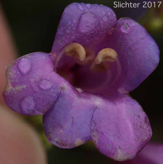 Flower of Azure Penstemon: Penstemon azureus var. azureus (Synonym: Penstemon azureus ssp. azureus)