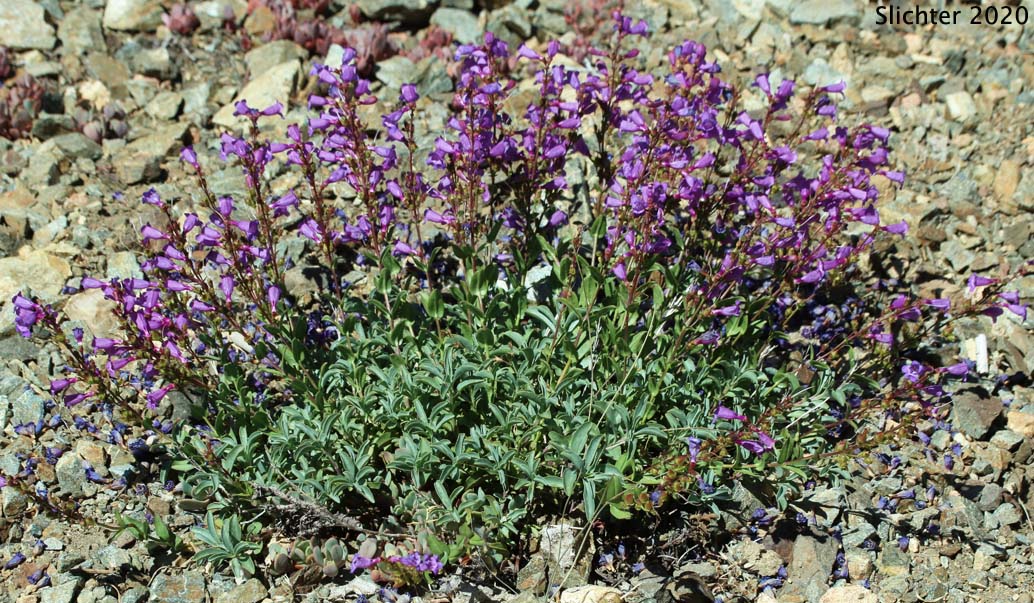 Azure Penstemon: Penstemon azureus var. azureus (Synonym: Penstemon azureus ssp. azureus)