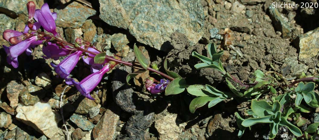 Azure Penstemon: Penstemon azureus var. azureus (Synonym: Penstemon azureus ssp. azureus)