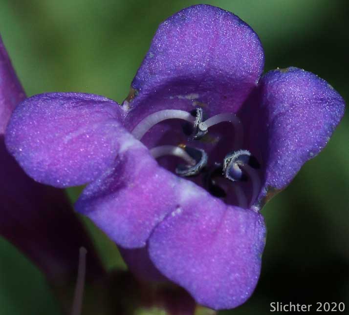Flower of Azure Penstemon: Penstemon azureus var. azureus (Synonym: Penstemon azureus ssp. azureus)