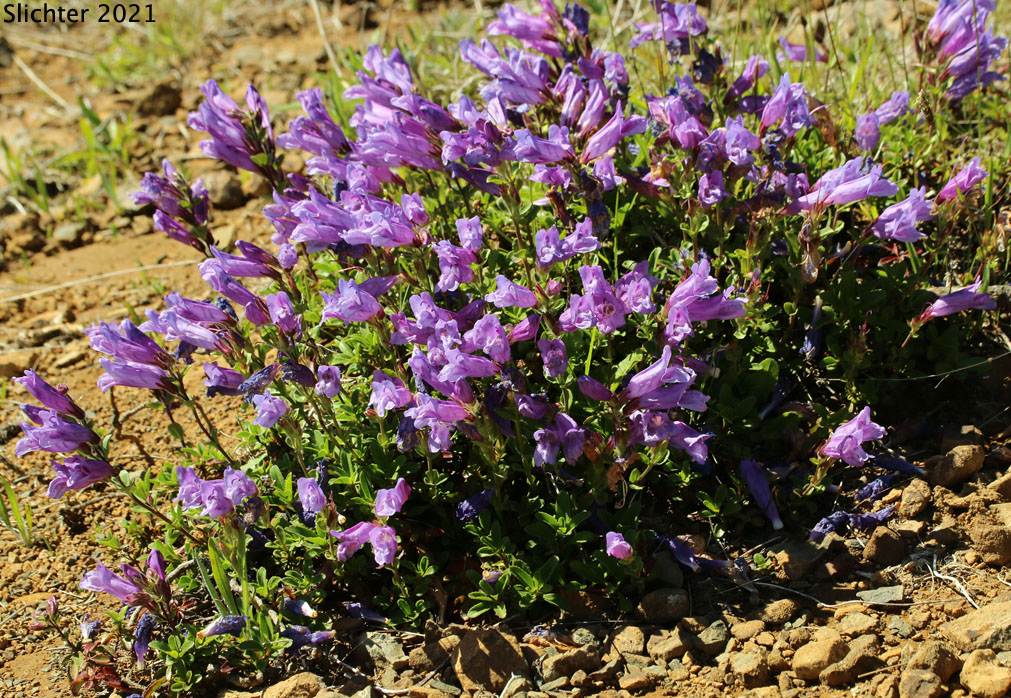 Cardwell's Penstemon, Cardwell's Beardtongue: Penstemon cardwellii