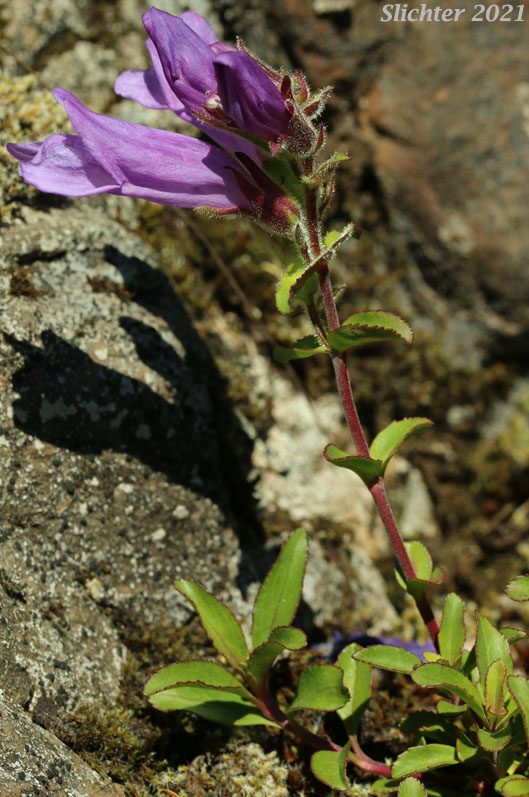 Cardwell's Penstemon, Cardwell's Beardtongue: Penstemon cardwellii
