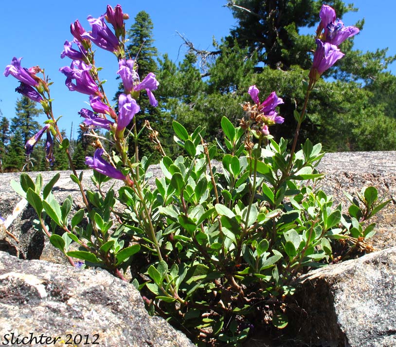 Cardwell's Penstemon, Cardwell's Beardtongue: Penstemon cardwellii