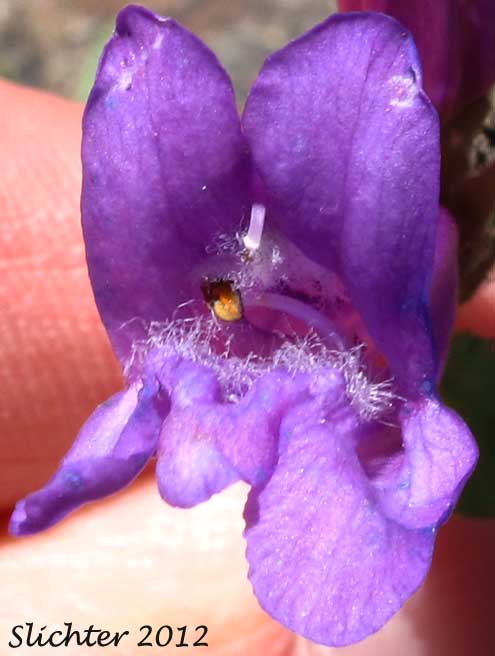 Flower of Cardwell's Penstemon, Cardwell's Beardtongue: Penstemon cardwellii