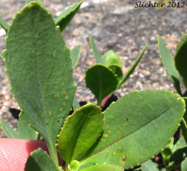 Leaf of Cardwell's Penstemon, Cardwell's Beardtongue: Penstemon cardwellii