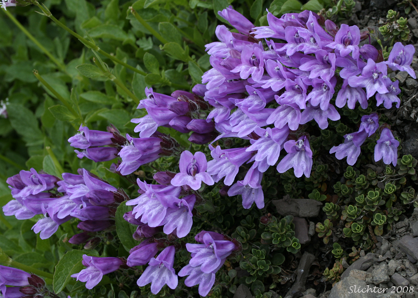 Menzies' Penstemon, Davidson's Penstemon: Penstemon davidsonii var. menziesii (Synonym: Penstemon menziesii ssp. menziesii)