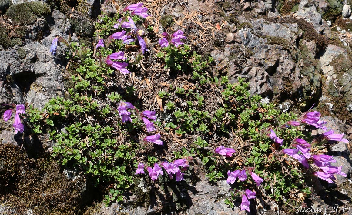 Menzies' Penstemon, Davidson's Penstemon: Penstemon davidsonii var. menziesii (Synonym: Penstemon menziesii ssp. menziesii)