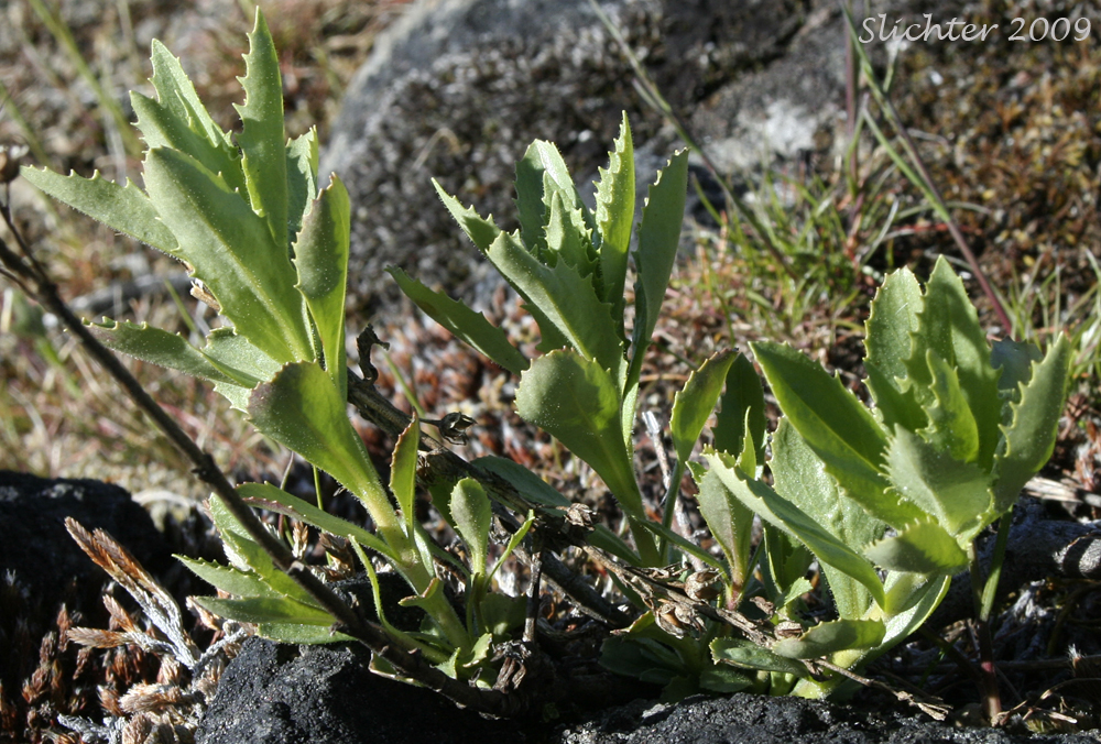 Leaves of Hotrock Beardtongue, Hotrock Penstemon, Lanceleaf Hotrock Penstemon: Penstemon deustus var. pedicellatus (Synonyms: Penstemon deustus ssp. heterander, Penstemon deustus var. heterander)