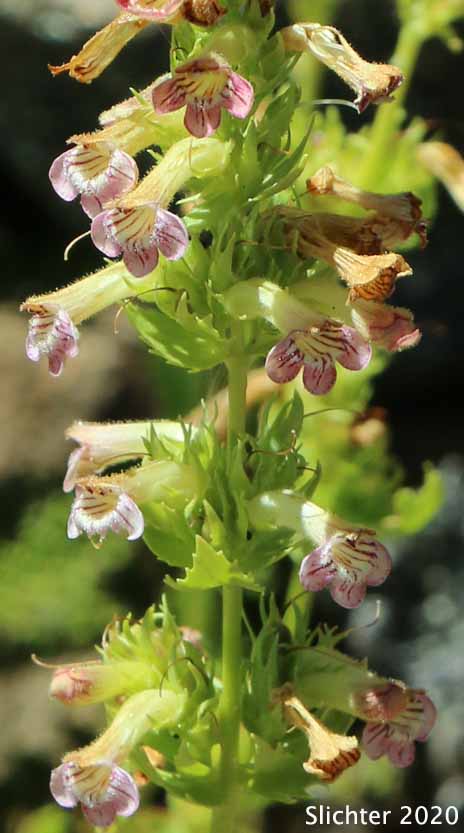 Ovate-leaved Hotrock Beardtongue: Penstemon deustus var. suffrutescens