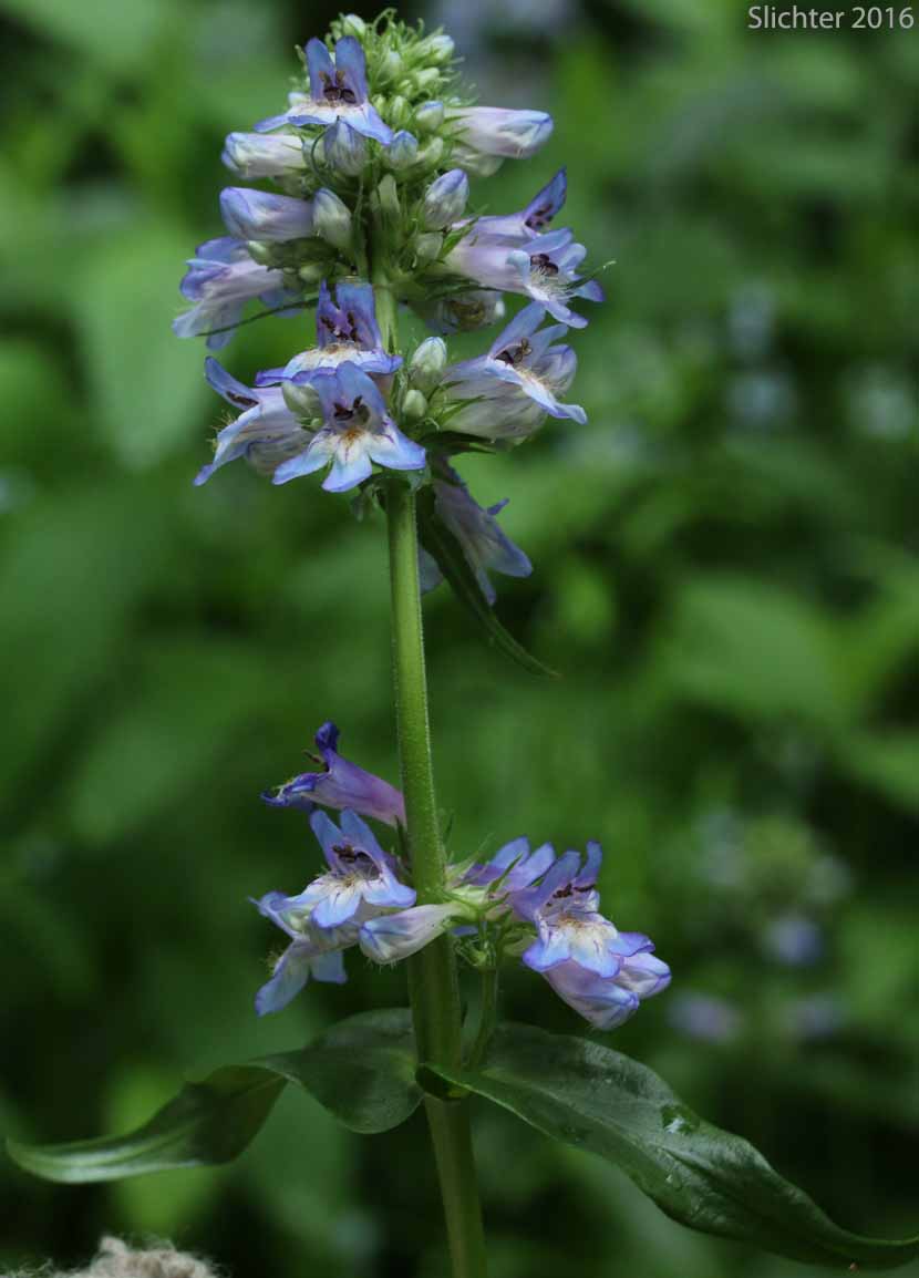 Inflorescence of Tall Penstemon: Penstemon hesperius (Synonym: Penstemon rydbergii var. oreocharis ?)