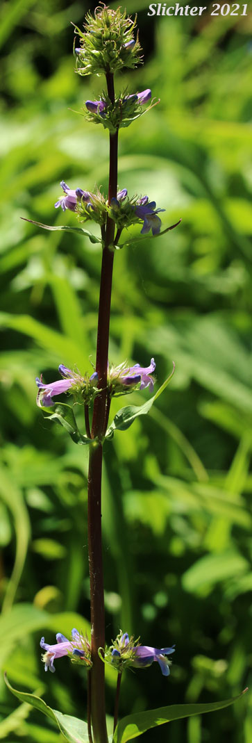 Tall Penstemon: Penstemon hesperius (Synonym: Penstemon rydbergii var. oreocharis ?)