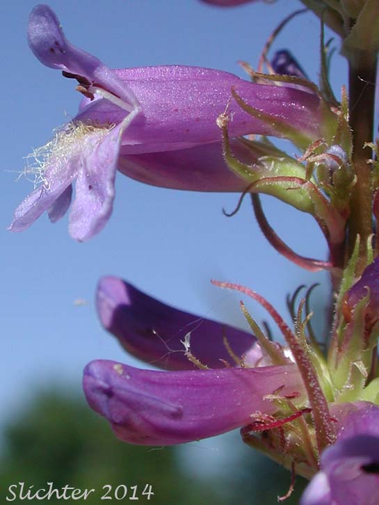 Sideview of the calyx and corolla of Tall Penstemon: Penstemon hesperius (Synonym: Penstemon rydbergii var. oreocharis ?)