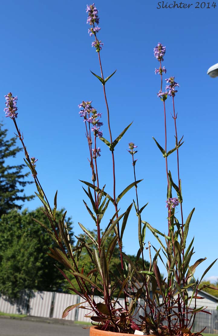 Penstemon: Penstemon hesperius (Synonym: Penstemon rydbergii var. oreocharis ?)