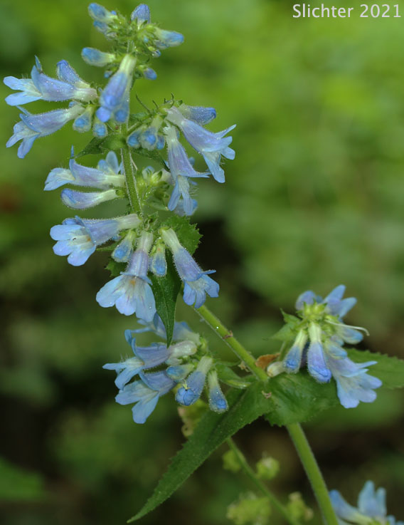 Broad-leaved Penstemon, Egg-leaf Beardtongue: Penstemon ovatus