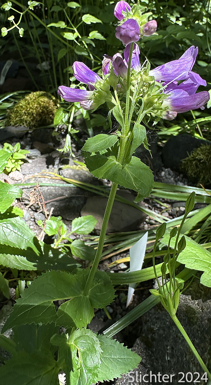 Broad-leaved Penstemon, Egg-leaf Beardtongue: Penstemon ovatus