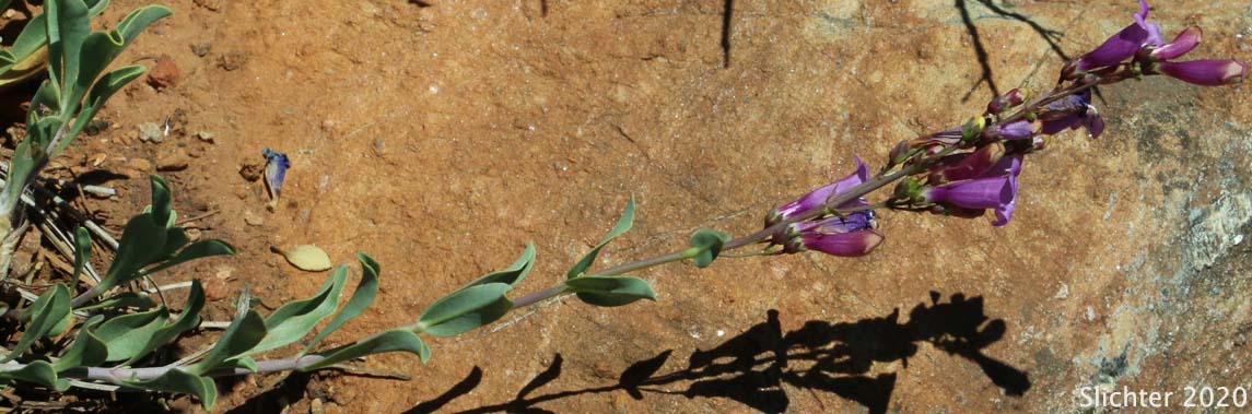Small Azure Beardtongue: Penstemon parvulus (Synonym: Penstemon azureus var. parvulus)