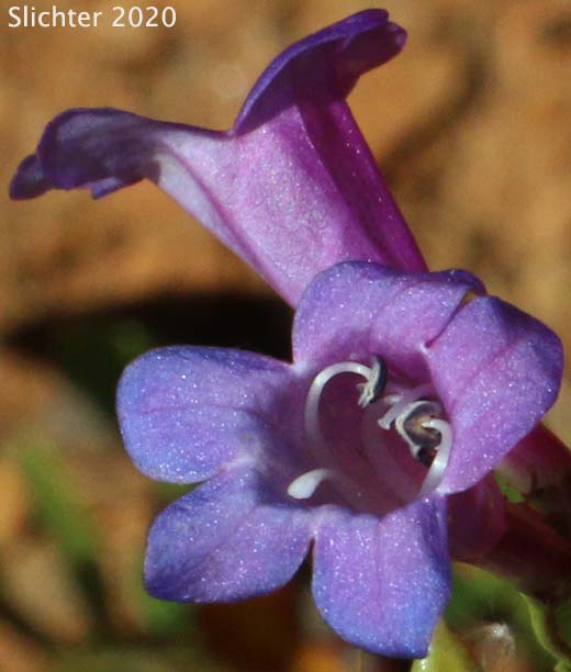 Small Azure Beardtongue: Penstemon parvulus (Synonym: Penstemon azureus var. parvulus)
