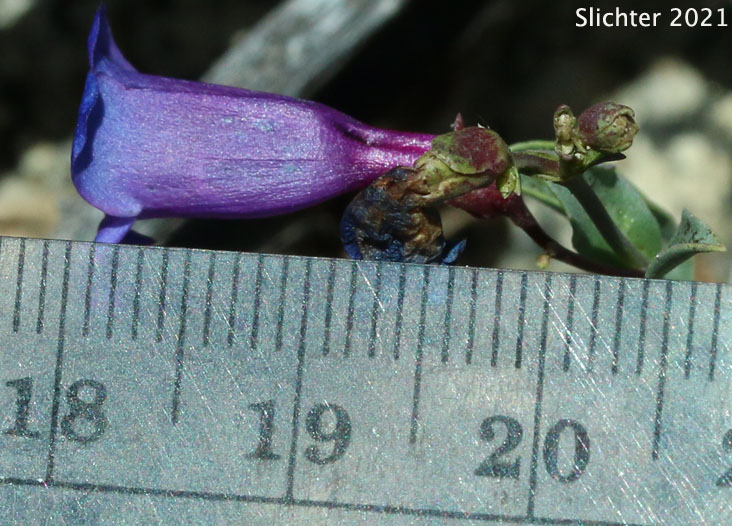 Small Azure Beardtongue: Penstemon parvulus (Synonym: Penstemon azureus var. parvulus)