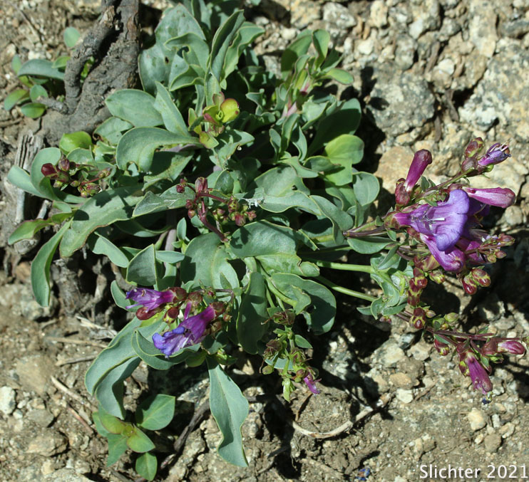 Small Azure Beardtongue: Penstemon parvulus (Synonym: Penstemon azureus var. parvulus)