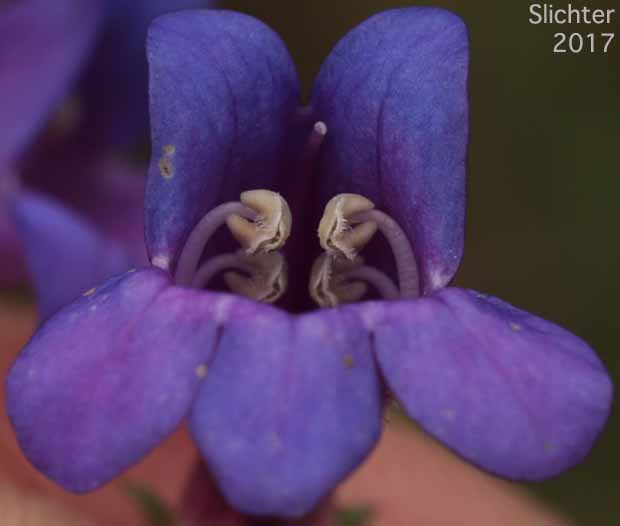 Flower of Roezl's Penstemon: Penstemon roezlii (Synonyms: Penstemon laetus ssp. roezlii, Penstemon laetus var. roezlii)