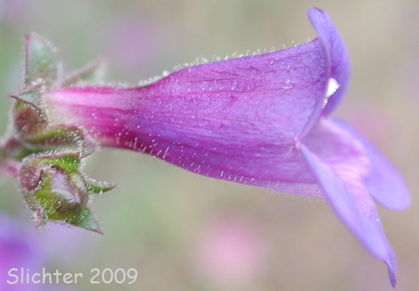 Rattan's Penstemon: Roez'ls Penstemon: Penstemon roezlii