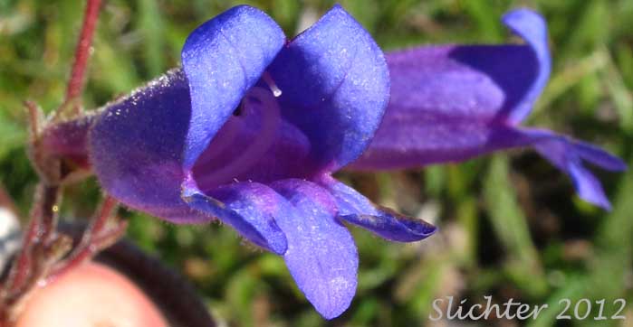 Flowers of Roezl's Penstemon: Penstemon roezlii (Synonyms: Penstemon laetus ssp. roezlii, Penstemon laetus var. roezlii)