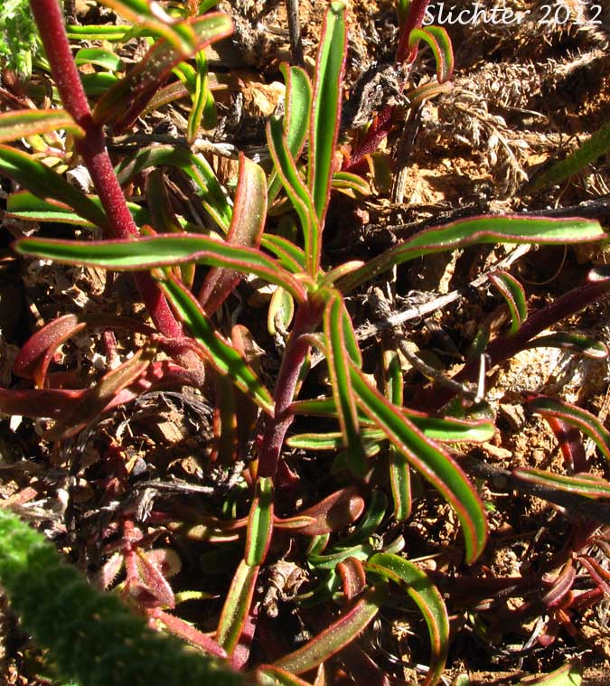Stem leaves of Roezl's Penstemon: Penstemon roezlii (Synonyms: Penstemon laetus ssp. roezlii, Penstemon laetus var. roezlii)
