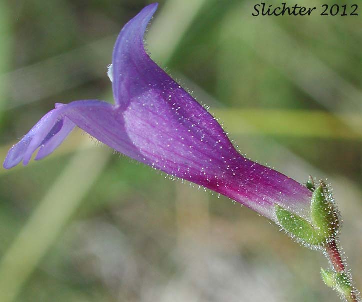 Sideview of a flower of Roezl's Penstemon: Penstemon roezlii (Synonyms: Penstemon laetus ssp. roezlii, Penstemon laetus var. roezlii)