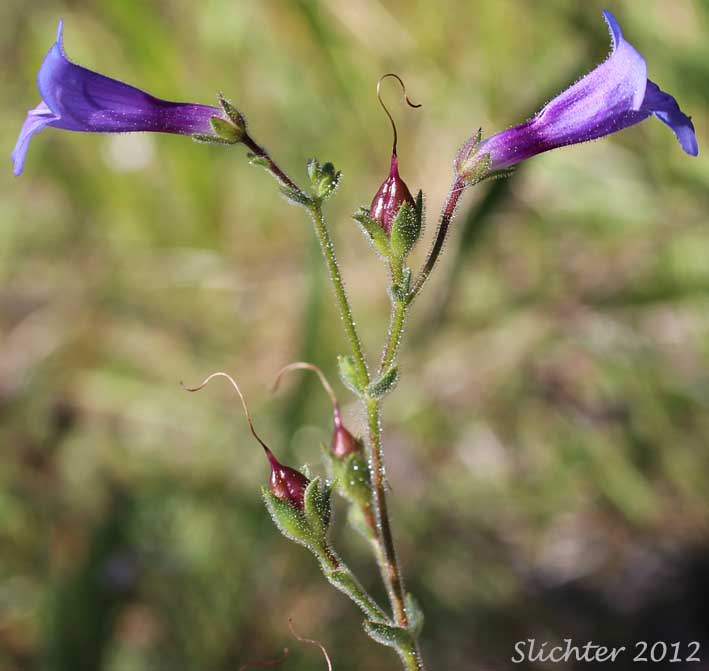 Portion of the inflorescence of Roezl's Penstemon: Penstemon roezlii (Synonyms: Penstemon laetus ssp. roezlii, Penstemon laetus var. roezlii)