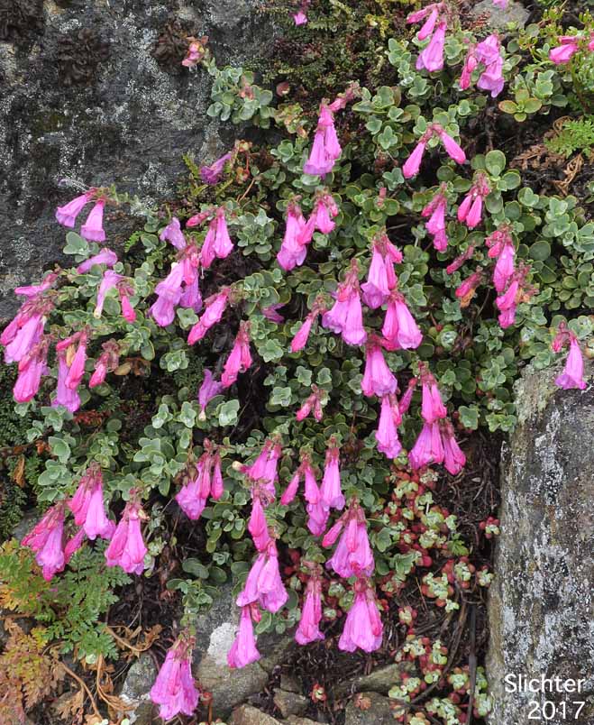 Cliff Beardtongue, Cliff Penstemon, Rock Penstemon: Penstemon rupicola (Synonym: Penstemon newberryi var. rupicola)