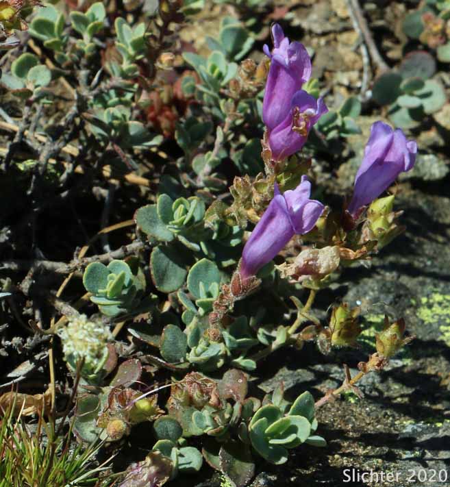 Cliff Beardtongue, Cliff Penstemon, Rock Penstemon: Penstemon rupicola (Synonym: Penstemon newberryi var. rupicola)