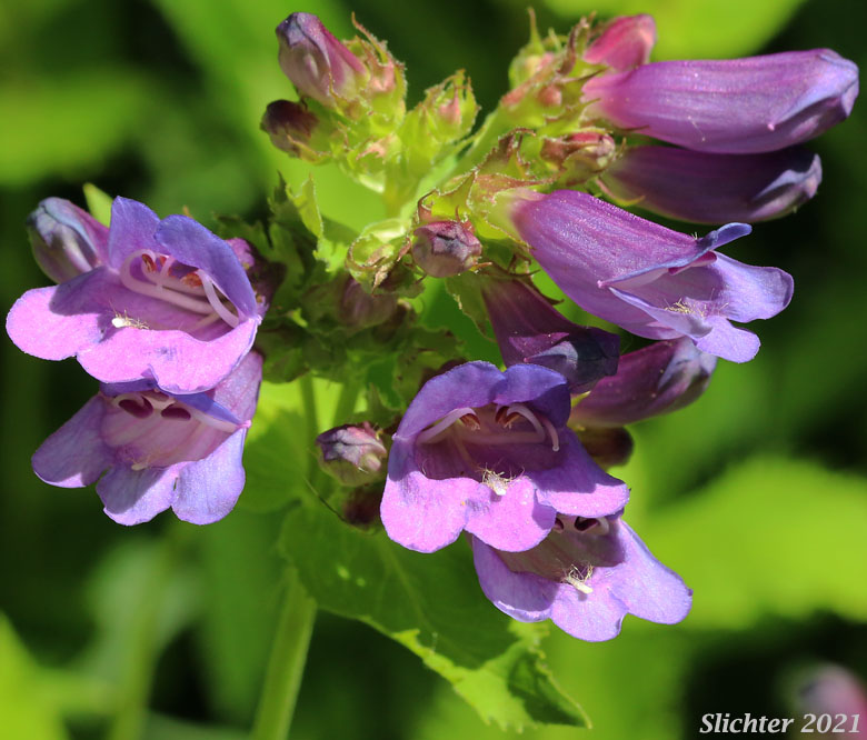 Coast Penstemon, Cascades Penstemon, Cascade Beardtongue, Serrulate Penstemon: Penstemon serrulatus