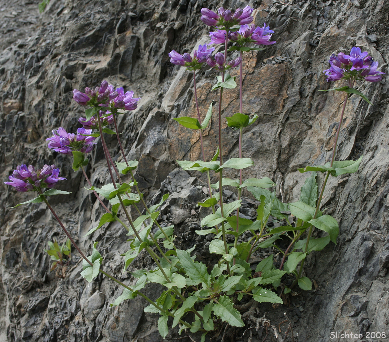 Coast Penstemon, Cascades Penstemon, Cascade Beardtongue, Serrulate Penstemon: Penstemon serrulatus