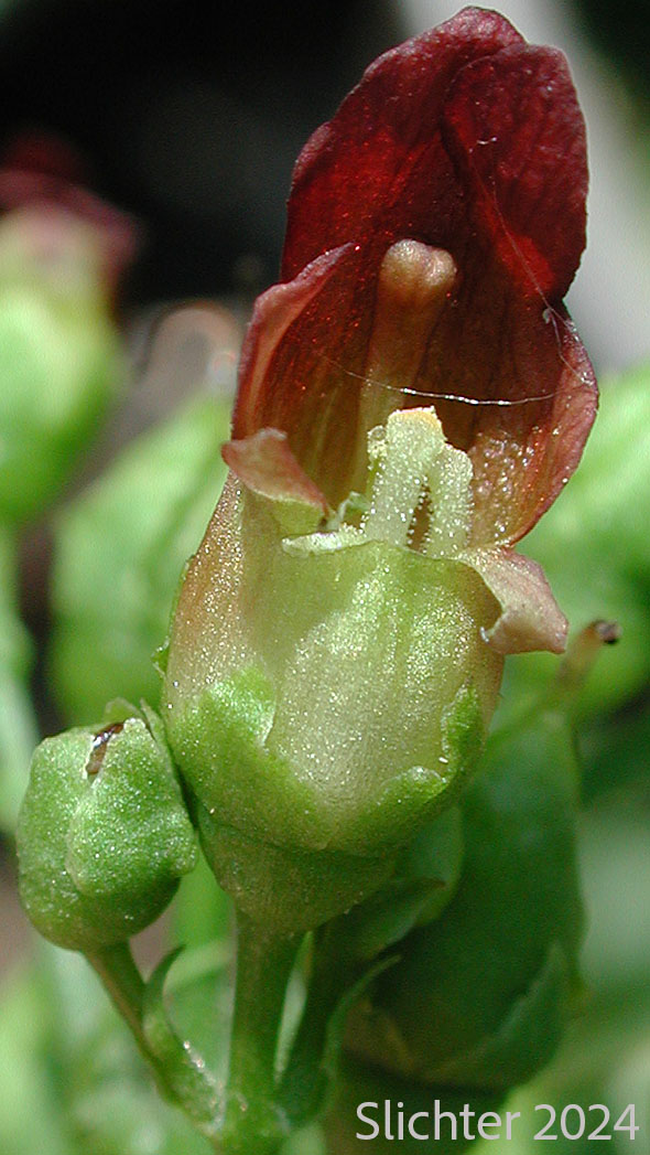 Flower of California Figwort, Oregon Figwort: Scrophularia californica (Synonyms: Scrophularia californica ssp. californica, Scrophularia californica var. oregana, Scrophularia oregana)
