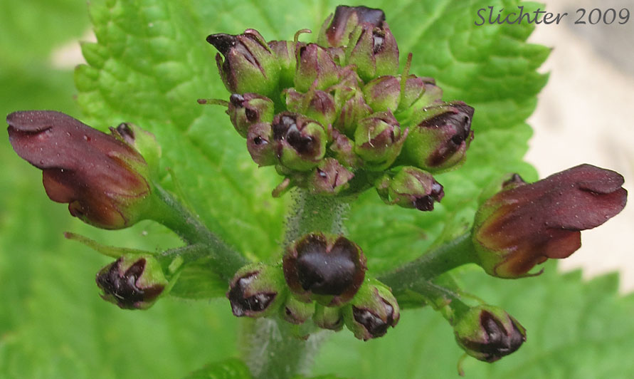 Inflorescence of California Figwort, Oregon Figwort: Scrophularia californica (Synonyms: Scrophularia californica ssp. californica, Scrophularia californica var. oregana, Scrophularia oregana)