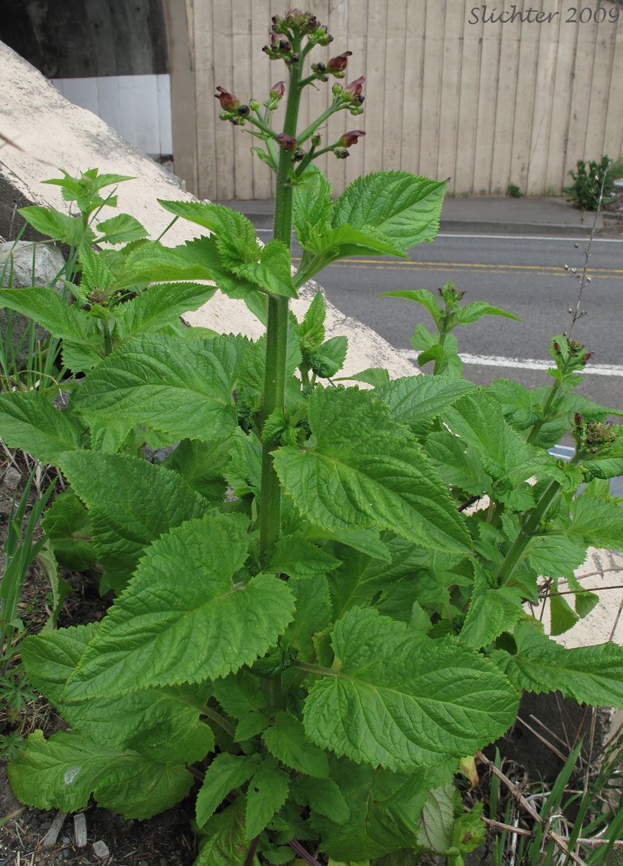 California Figwort, Oregon Figwort: Scrophularia californica (Synonyms: Scrophularia californica ssp. californica, Scrophularia californica var. oregana, Scrophularia oregana)