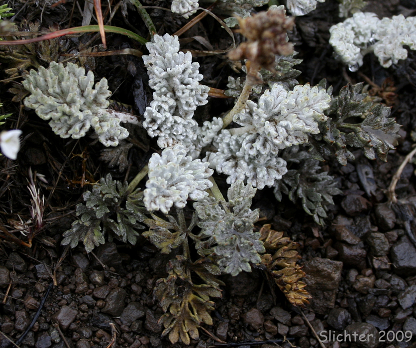 Cut-leaf Kittentails, Feather-leaf Kittentails: Synthyris pinnatifida