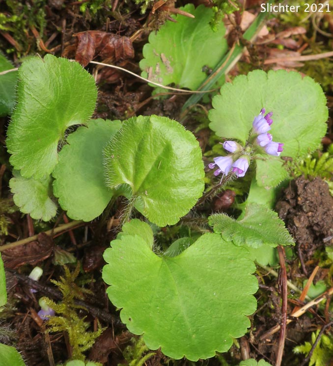 Round-leaved Kittentails, Snow Queen: Veronica regina-nivalis (Synonyms: Synthyris reniformis, Synthyris reniformis var. reniformis)