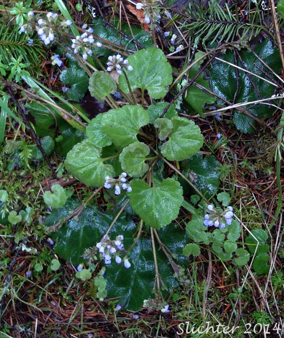 Round-leaved Kittentails, Snow Queen: Veronica regina-nivalis (Synonyms: Synthyris reniformis, Synthyris reniformis var. reniformis)